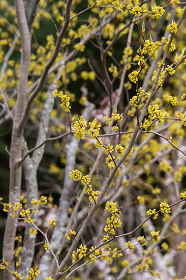 100cm大苗　鉢ごと　ダンコウバイ　苗木　苗　檀香梅　庭木　黄色花　白檀の香 100cm大苗 鉢ごと ダンコウバイ 苗木 苗 檀香梅 庭木 黄色花