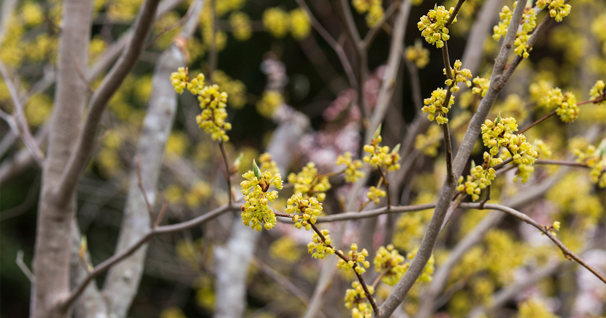 花も葉も幹も、優雅でさわやかな香りがする「ダンコウバイ」は魅力が