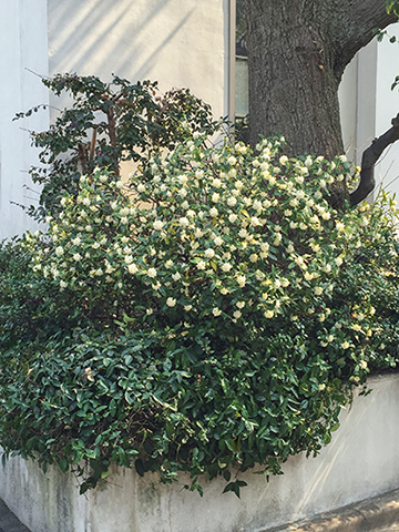 縁起木＊開運＊幹と根がぶっとく頑丈【沈丁花＊千里香＊大きな苗木】春到来芳しい香り 縁起木＊開運＊幹と根がぶっとく頑丈【沈丁花＊千里香
