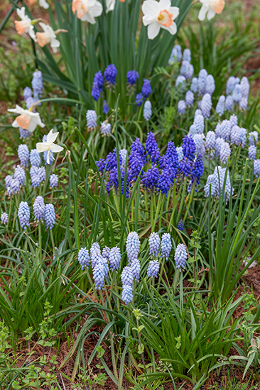 ムスカリ」だけが咲く野趣のある景色。かわいらしい姿を見つけて