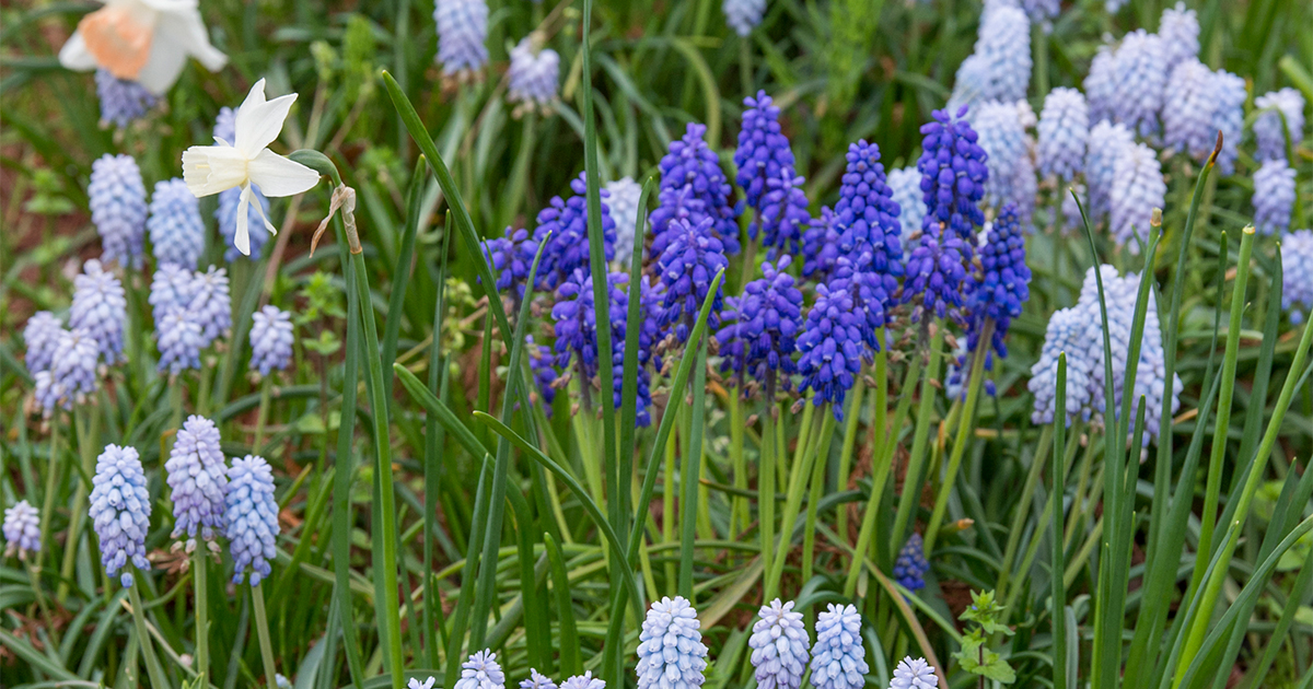ムスカリ」だけが咲く野趣のある景色。かわいらしい姿を見つけて