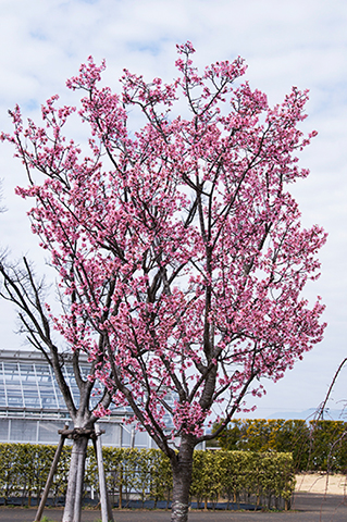 イギリス生まれの桜「オカメザクラ」。繊細に咲く花に、美人の姿を重ね