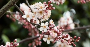 あれ、サクラ？と一瞬思うほどそっくり。淡いピンクの「ベニバスモモ」