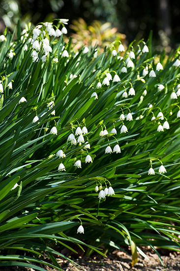 スズラン 白い花 春に開花30株