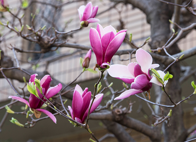 【送料無料】モクモク　シリーズ④　「花柄&リボン」 送料無料】モクモク シリーズ④ 「花柄&リボン」 シングルガーゼ花柄