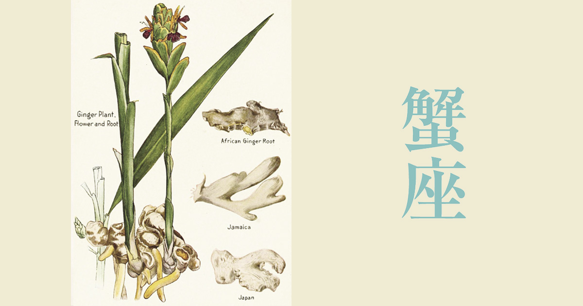 ハーブ占星術が説く「蟹座」の運勢。心身の健康と幸運を招くハーブは？