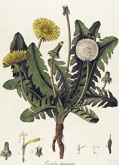 ハーブ占星術が説く「射手座」の運勢。心身の健康と幸運を招くハーブは？