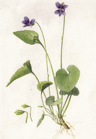 ハーブ占星術が説く「魚座」の運勢。心身の健康と幸運を招くハーブは？