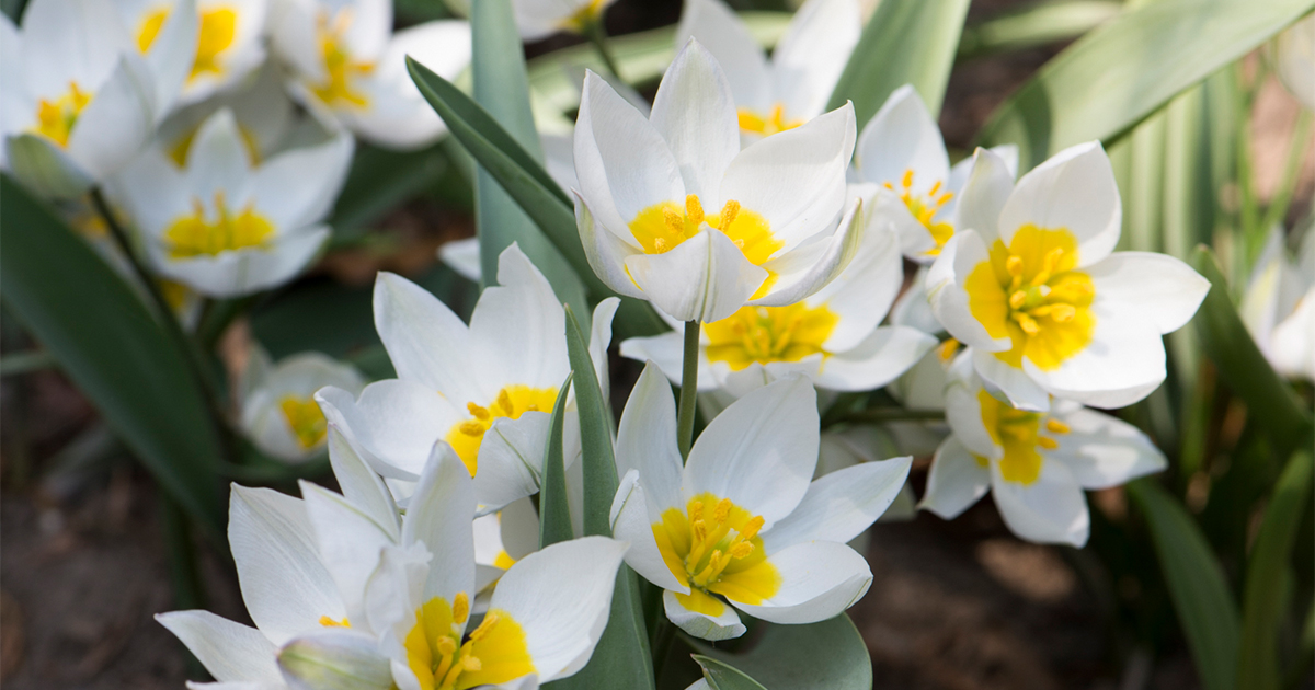 いち早く開花する「原種系チューリップ」とは？一般的なチューリップと