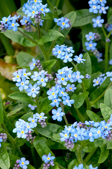勿忘草」と書いて何と読む？春の花壇に欠かせない、人気の花です