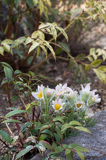 春の花「セイヨウオキナグサ」をご存じですか？“翁草”の由来になった花