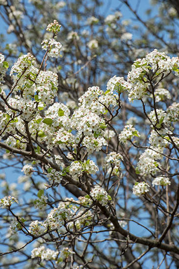 ナシの花を見たことはありますか？ サクラにも劣らない白花の美しさ