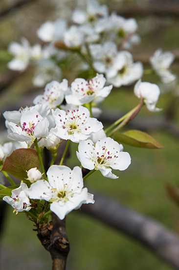 ナシの花を見たことはありますか？ サクラにも劣らない白花の美しさ