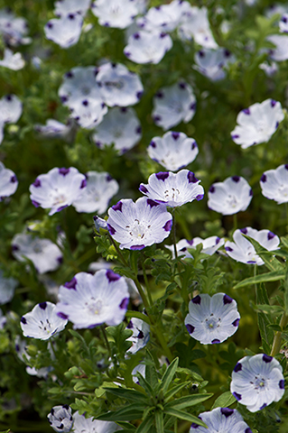 心に染み入る美しい景色。「ネモフィラ」の群生を見に、春の花散歩へ