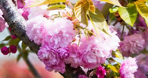 ソメイヨシノより少し遅れて咲く「サトザクラ」って？ 庭植えにおすすめの10品種を紹介