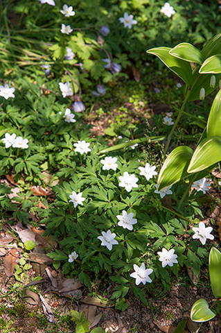 散歩道で見つけたい、純白の春の妖精「イチリンソウ」 | 家庭画報.com