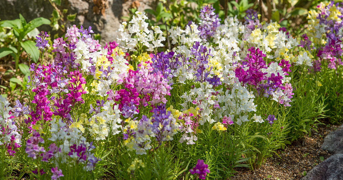リナリア様 オーダーページ リナリア様 オーダーページ ライトカーキのフラワーレース