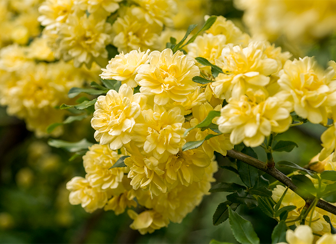 一斉に花開く見事な景色にうっとり。「モッコウバラ」が彩るバラの季節