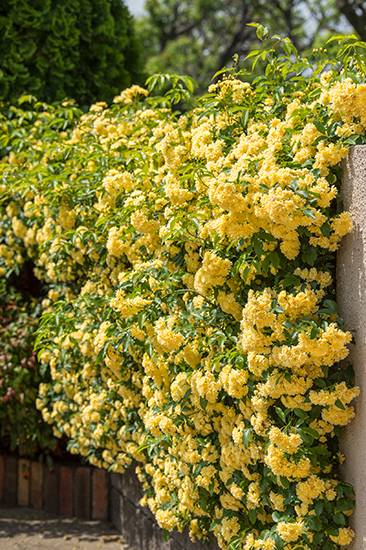 一斉に花開く見事な景色にうっとり。「モッコウバラ」が彩るバラの季節