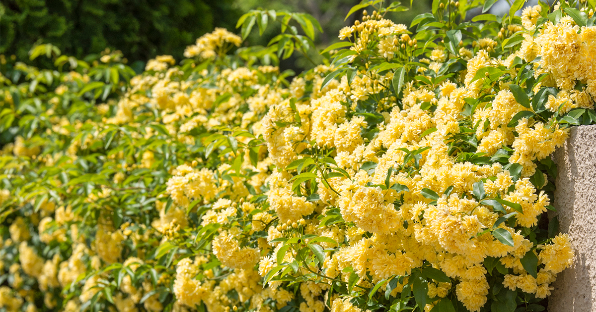 一斉に花開く見事な景色にうっとり。「モッコウバラ」が彩るバラの季節