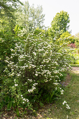 枝垂れる枝に手まりのような白花。思わず見とれる美しさの「コデマリ