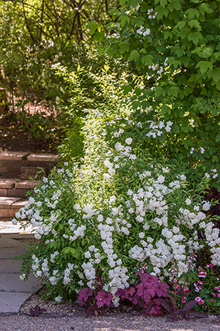 枝垂れる枝に手まりのような白花。思わず見とれる美しさの「コデマリ