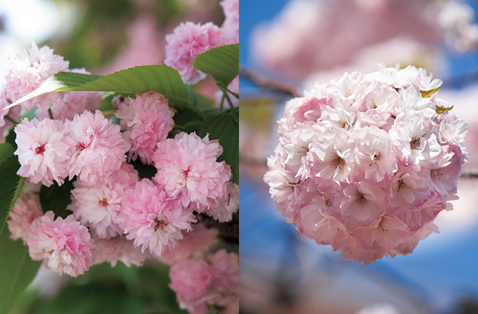 明治16年から続く「桜の通り抜け」を支える人々。伝説の桜守・笹部