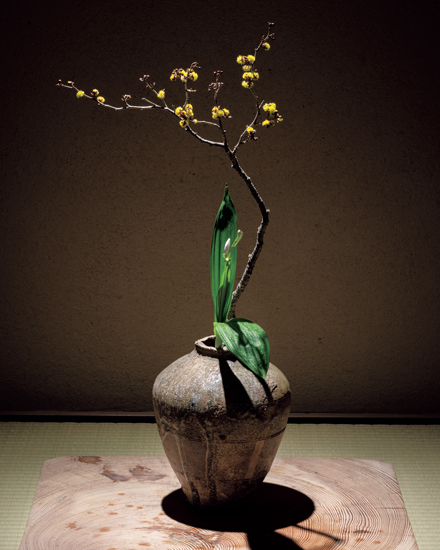 4月の花 袋藤「炉の終わりを迎える頃」戸田博さん連載・季節の茶花