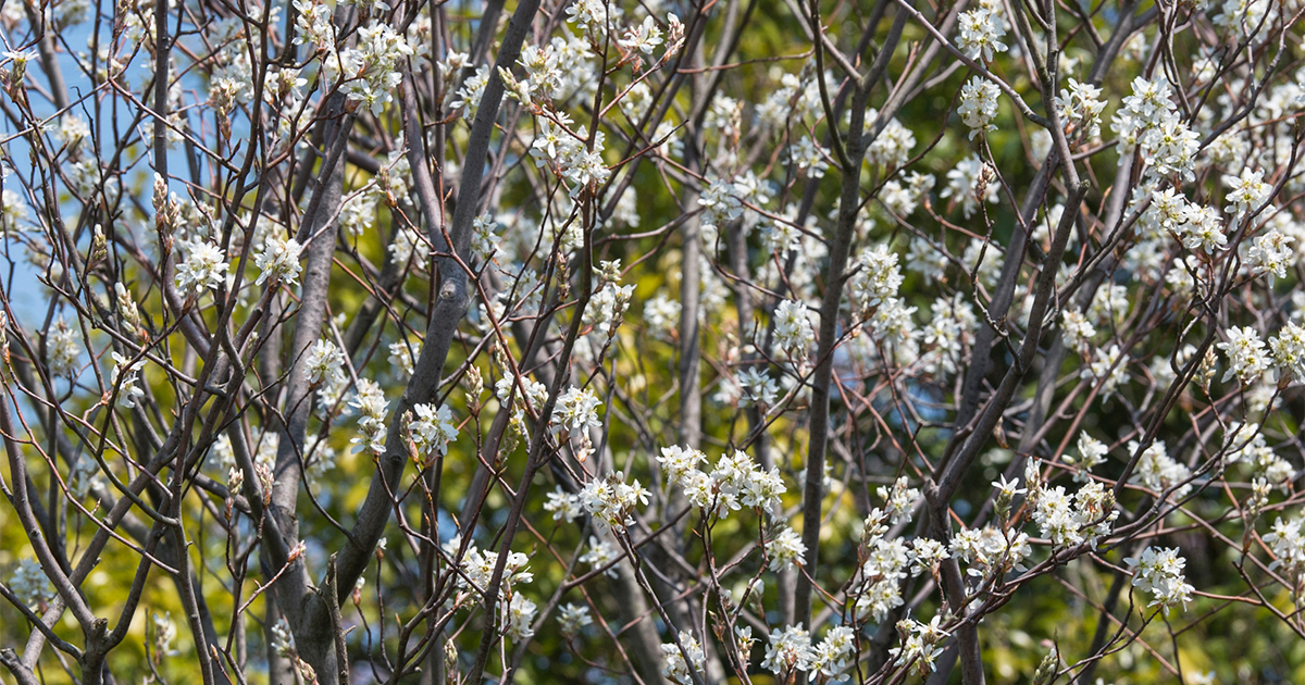 日々の暮らしが楽しくなる。実がなる花木「ジューンベリー」