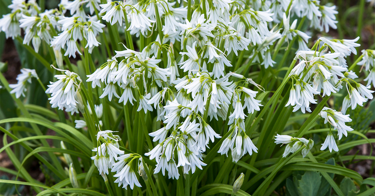 丈夫で育てやすく人気。白いブーケのように咲く「アリウム