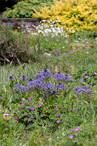 プロが選ぶ花壇づくりに便利な花。季節のつなぎ役としてぴったりの