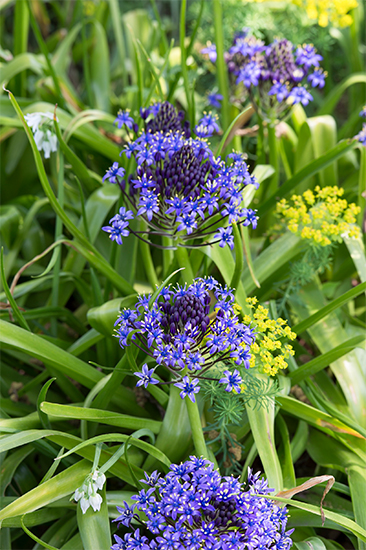 プロが選ぶ花壇づくりに便利な花。季節のつなぎ役としてぴったりの