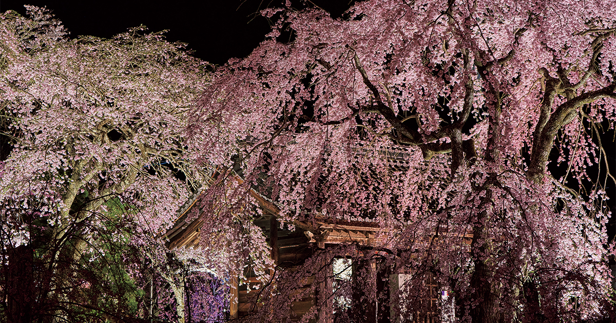 ライトアップされた枝垂れ桜が見事。ドラマチックな夜桜見物ができる
