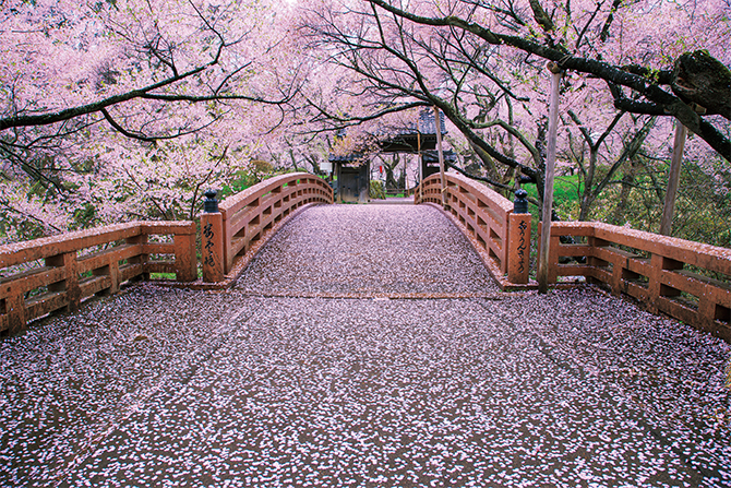 満開時に訪れたい「高遠城址公園さくら祭り」。桜色の風景を守る“桜守