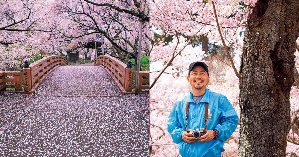 満開時に訪れたい「高遠城址公園さくら祭り」。桜色の風景を守る“桜守