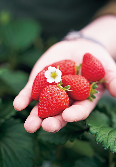 パティシエが惚れ込むいちご「あまりん」を求めて埼玉・秩父の