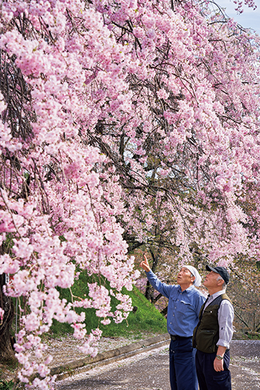 日本一の桜の里”を目指す「伊那谷」の桜文化。総勢70人のボランティア