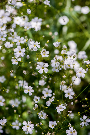 切り花の定番「カスミソウ」はガーデンでも大人気！ 育て方のコツは？