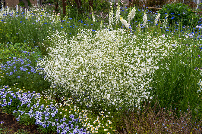 切り花の定番「カスミソウ」はガーデンでも大人気！ 育て方のコツは？