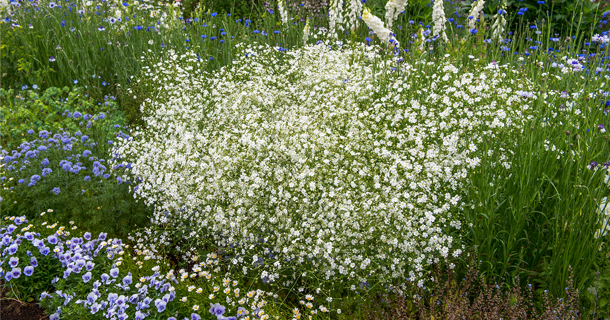 切り花の定番「カスミソウ」はガーデンでも大人気！ 育て方のコツは？