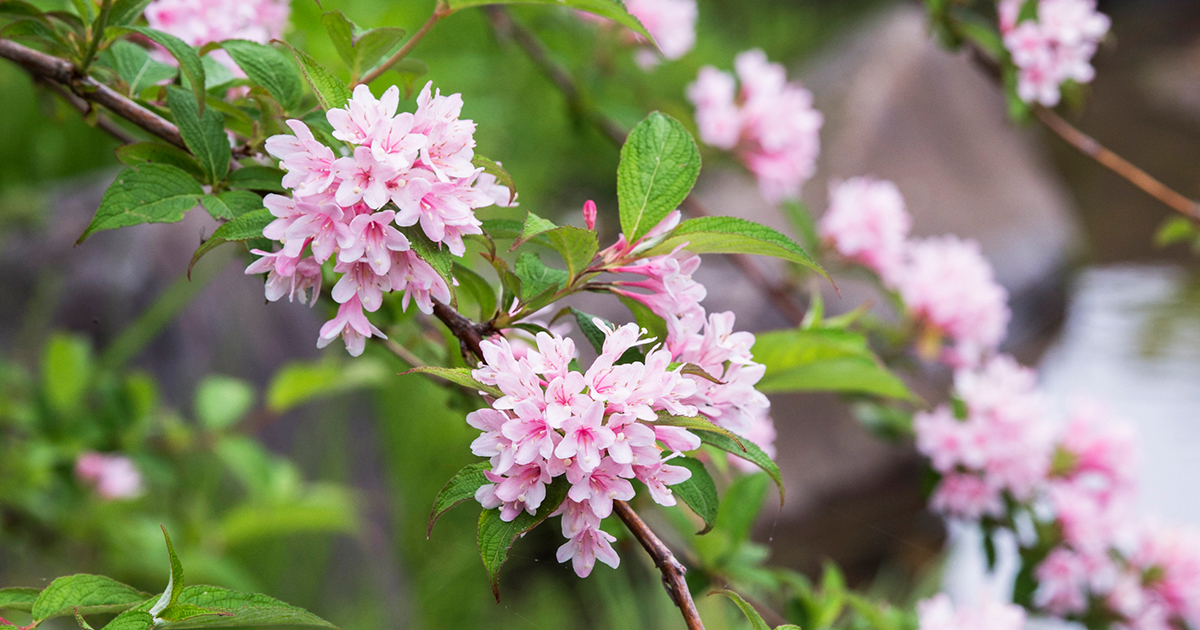 タニウツギ」の花が見頃。ローメンテナンスな花木で人気も急上昇