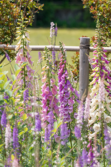 和名はキツネノテブクロ、個性的な花をつける長い花穂の「ジギタリス」