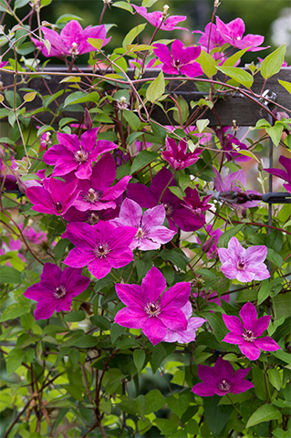 華やかなクレマチス