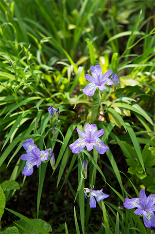 散歩道で探してみて！上品な淡い青紫色に心惹かれる、日本原産の固有種