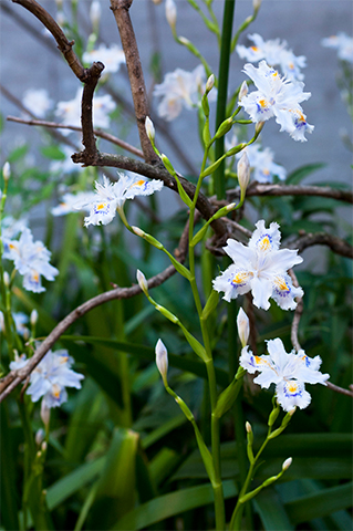 散歩道で探してみて！上品な淡い青紫色に心惹かれる、日本原産の固有種