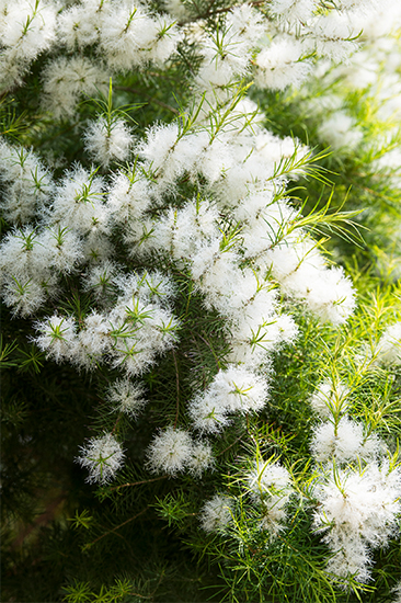 まるで赤いボトルブラシのよう。何度見ても見飽きないユニークな花木