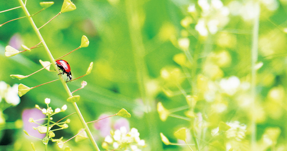 健気な草花たち】麦畑でも代表的な雑草「ナズナ」
