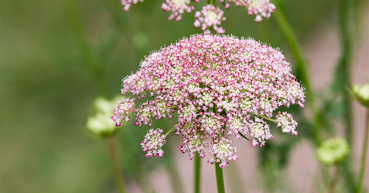 繊細な姿から“アン王女のレース”と呼ばれる、ロマンチックな花「ダウカス」