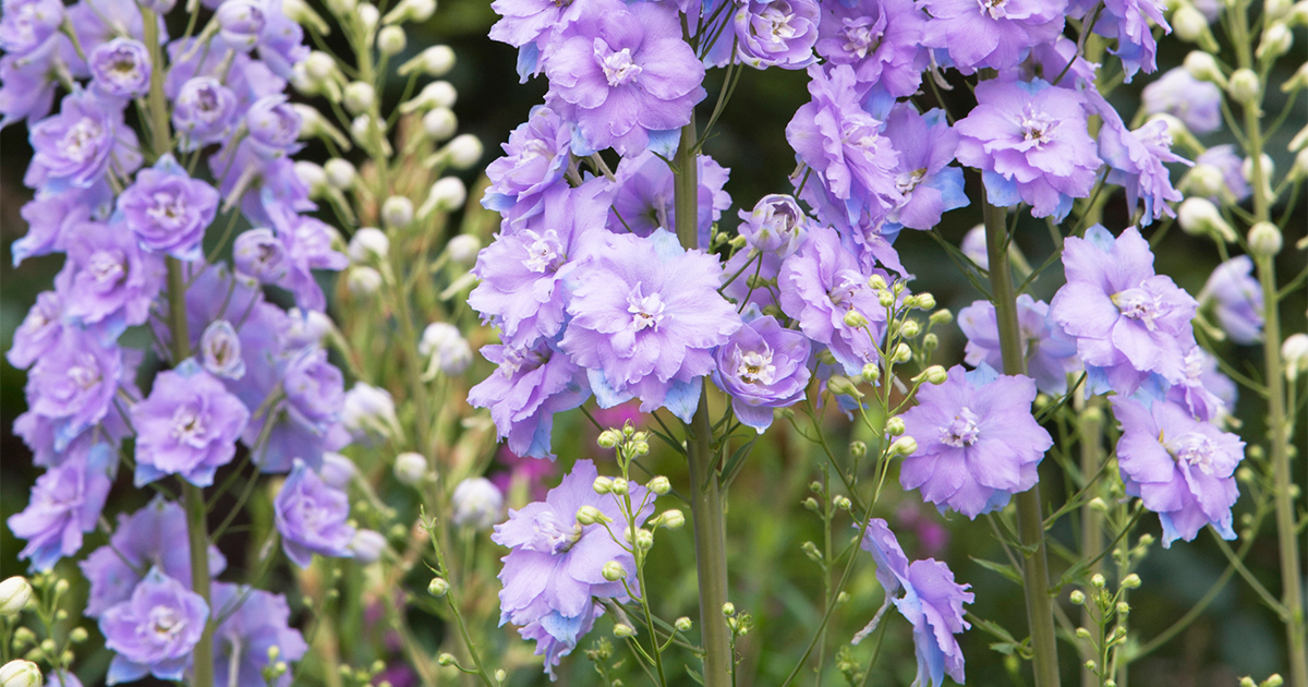 驚き&圧巻！北イングランドのガーデンで咲いていた「デルフィニウム」