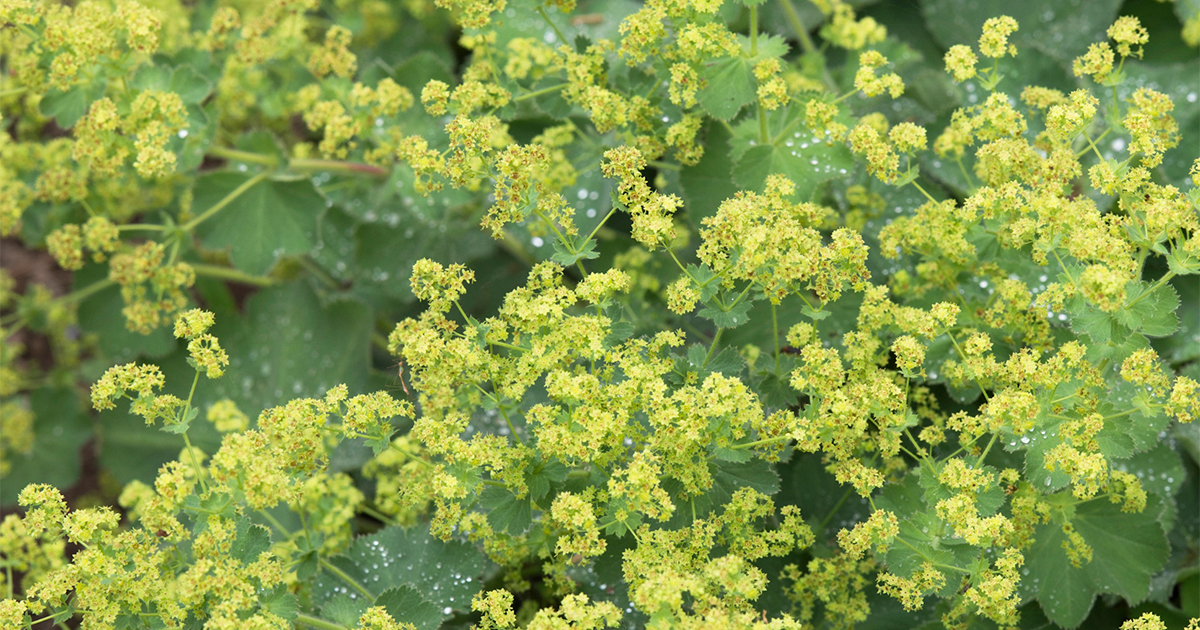 宝石のようにキラキラ輝いて。葉にたまる朝露が美しい「アルケミラ